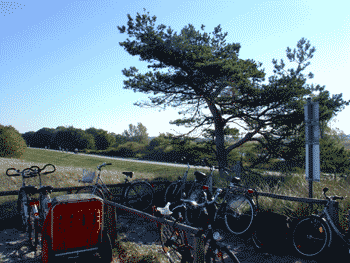 Darss Fahrradwege Deich